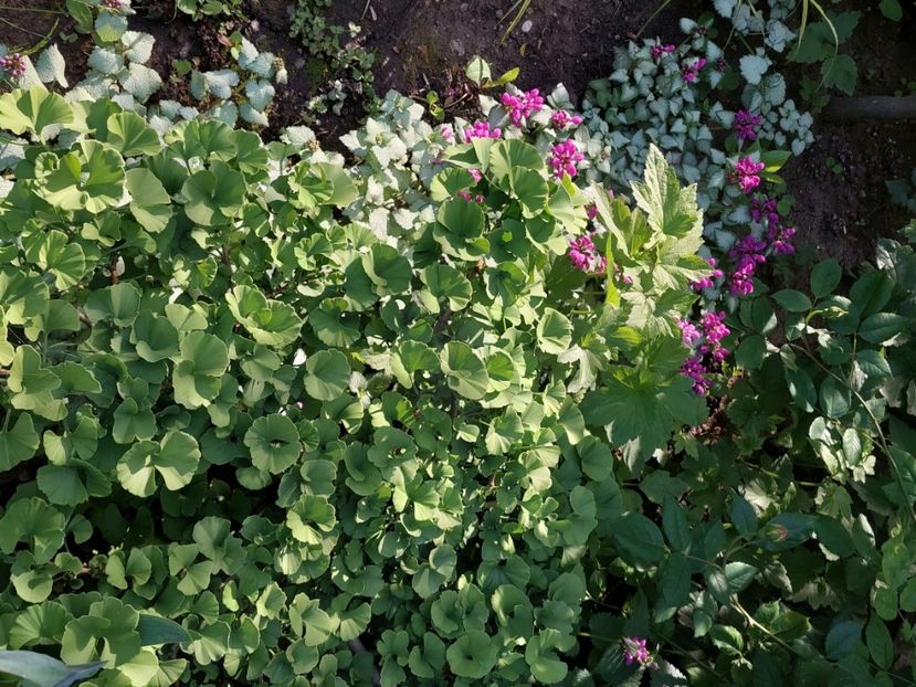  - 2025 mai continuare