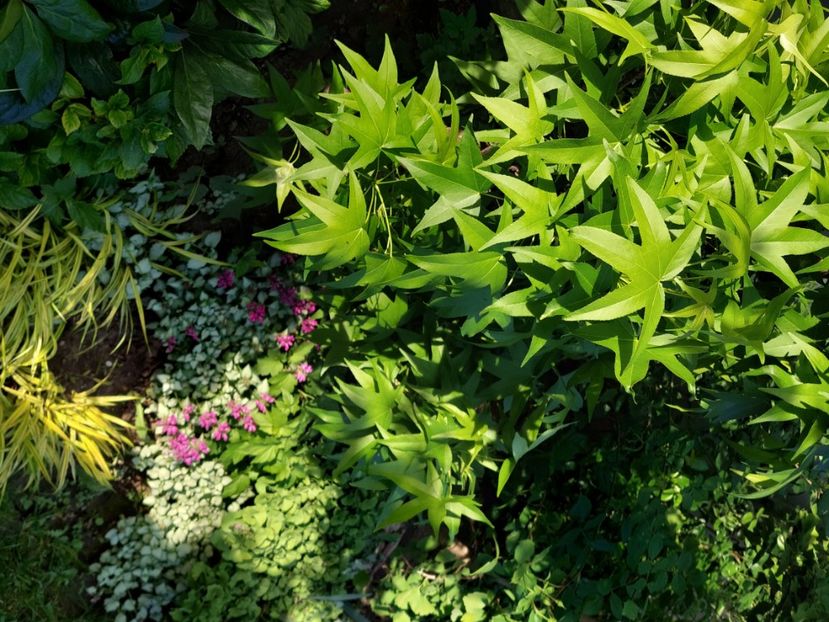  - 2025 mai continuare