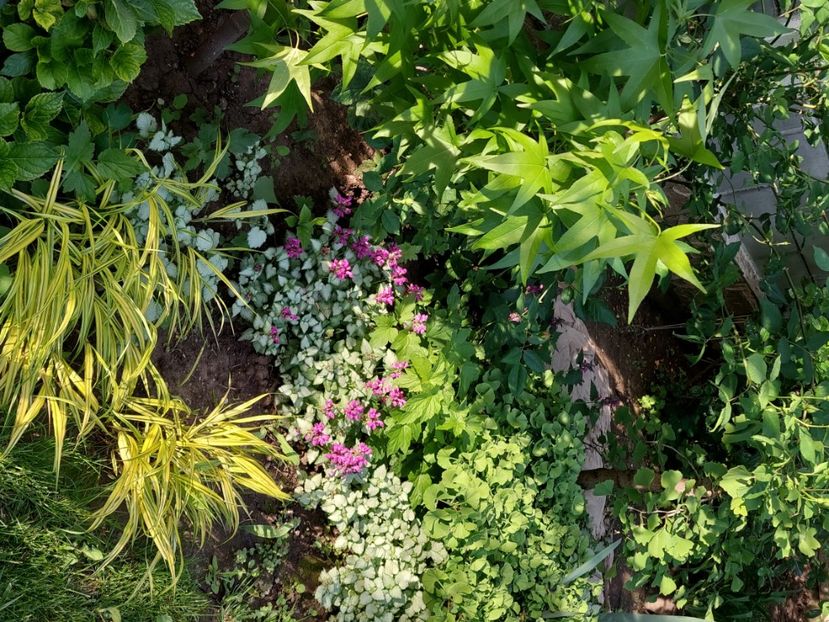  - 2025 mai continuare