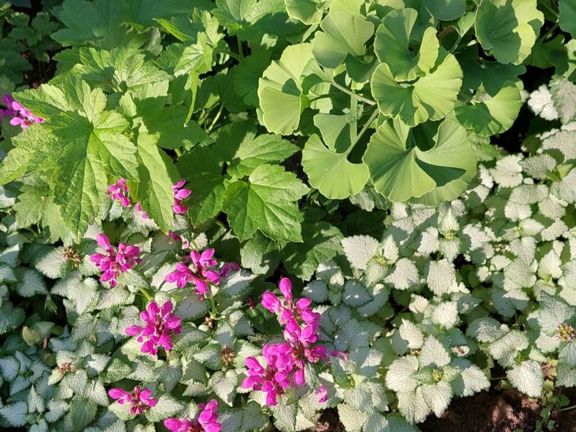  - 2025 mai continuare