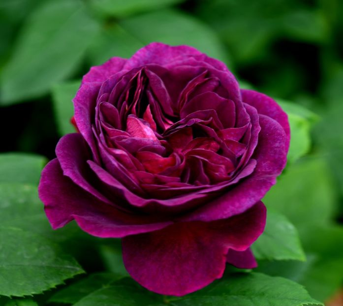 Purple Lodge (tufa) 50 lei - Toamna 2025