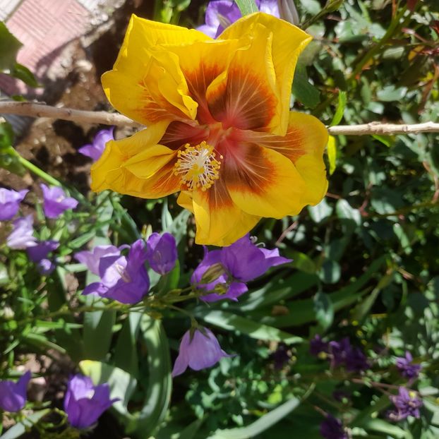  - Chis Garden Forest Rhapsody