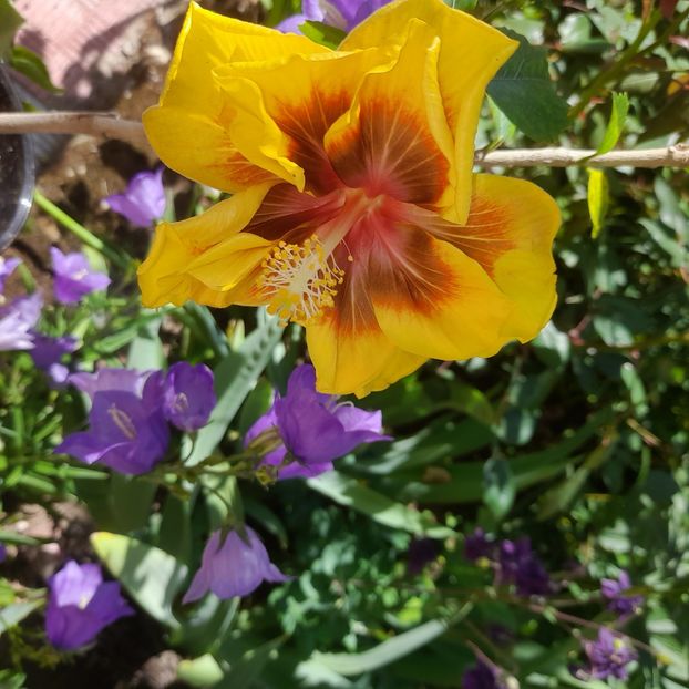  - Chis Garden Forest Rhapsody