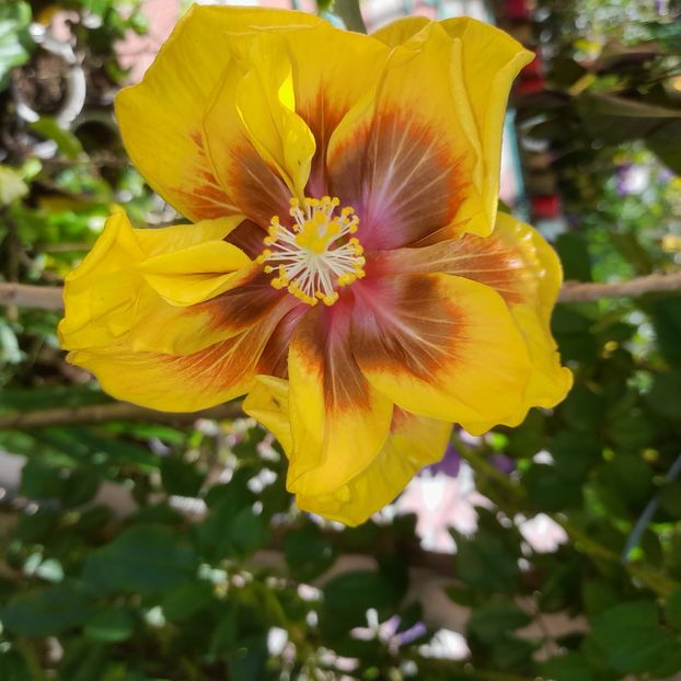  - Chis Garden Forest Rhapsody