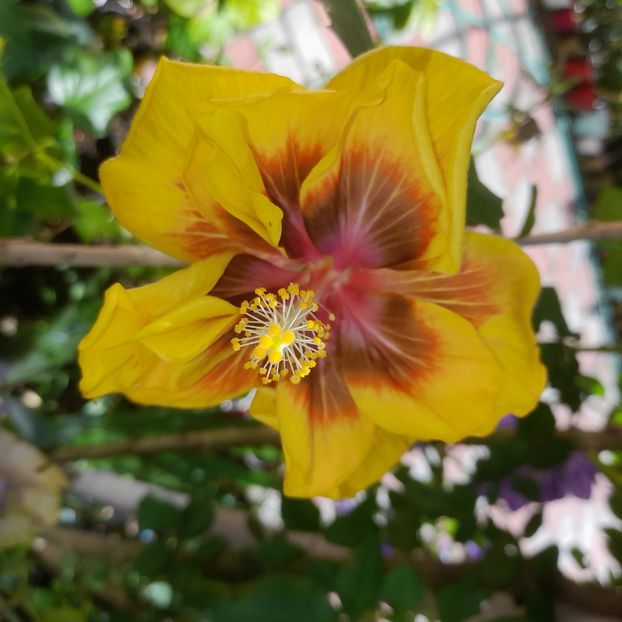  - Chis Garden Forest Rhapsody