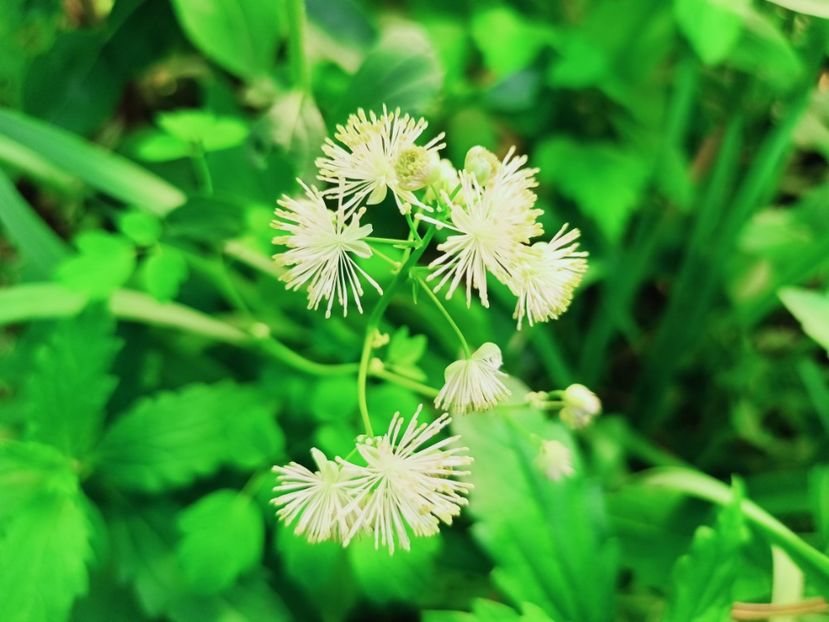 Thalictrum - Grădina 2025 continuare 2