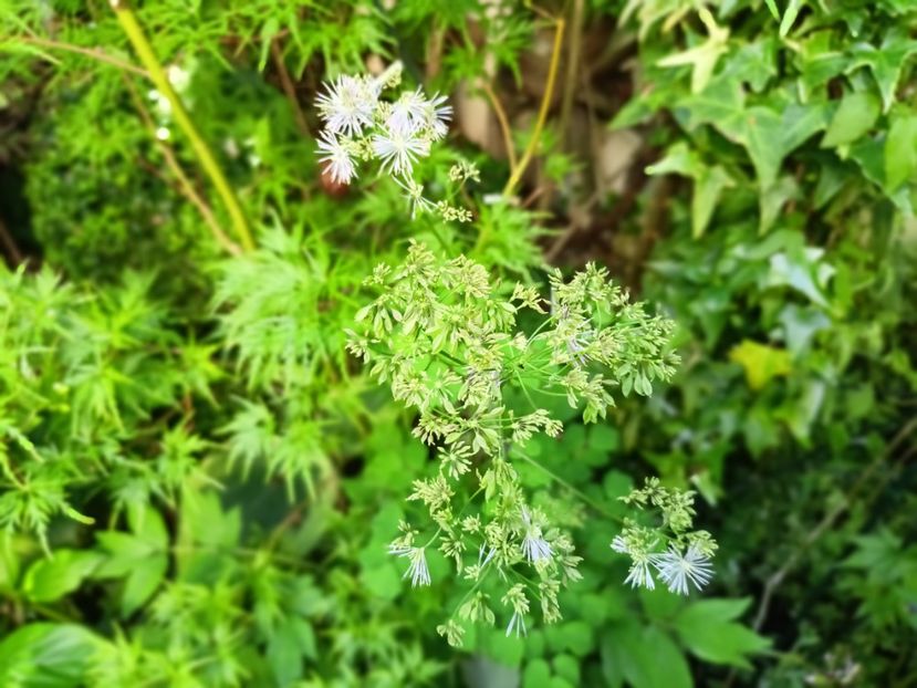  - Grădina 2025 continuare 2