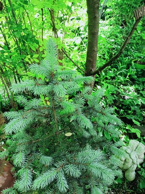  - Grădina 2025 continuare 2