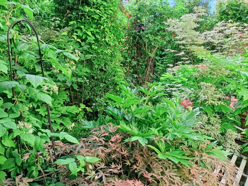  - Grădina 2025 continuare 2