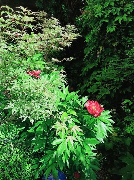  - Grădina 2025 continuare 2