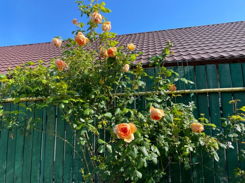  - 0008 - Trandafiri 2025