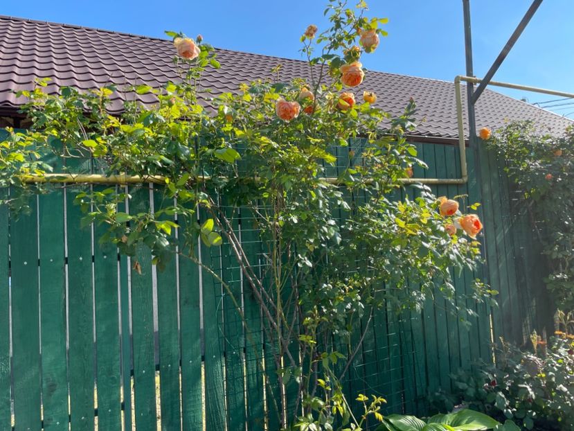  - 0008 - Trandafiri 2025