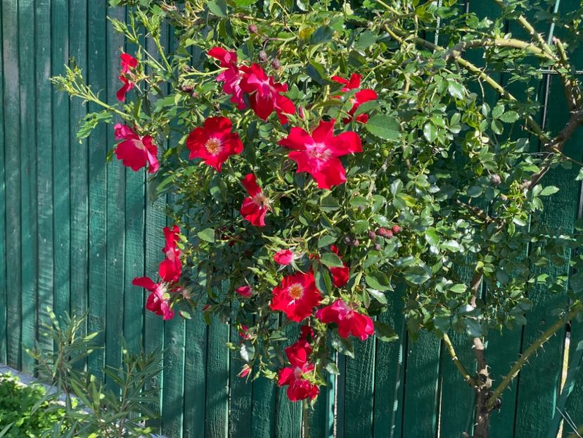  - 0008 - Trandafiri 2025