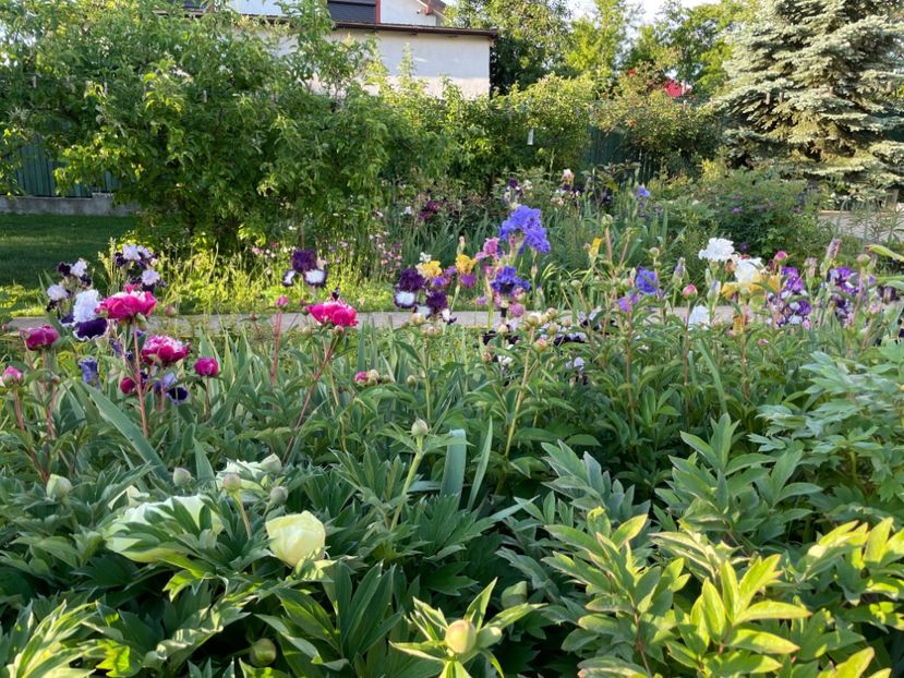  - 0005 - Gradina - 2025