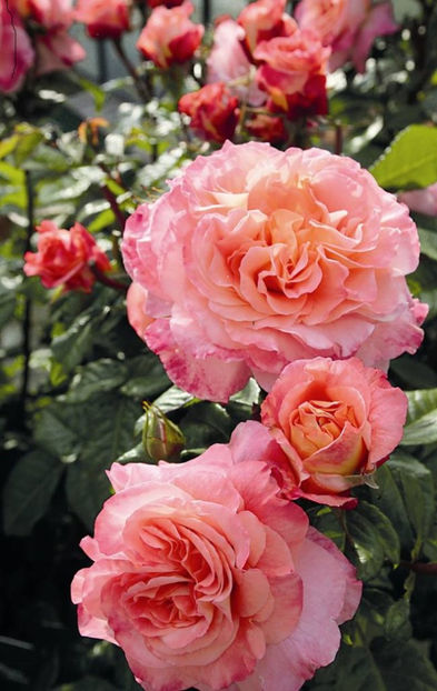 Augusta Luise (tufa) 50 lei - Toamna 2025