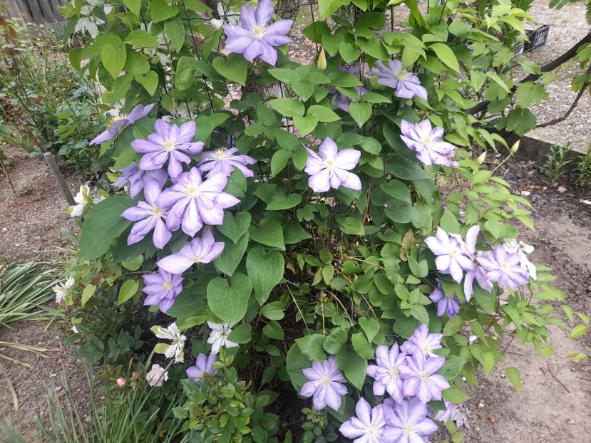  - 1111 Bucurii florale 2025