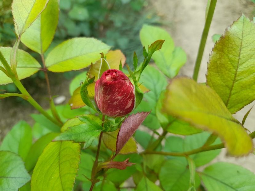  - 1111 Bucurii florale 2025