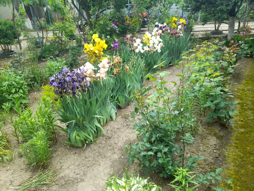  - 1111 Bucurii florale 2025