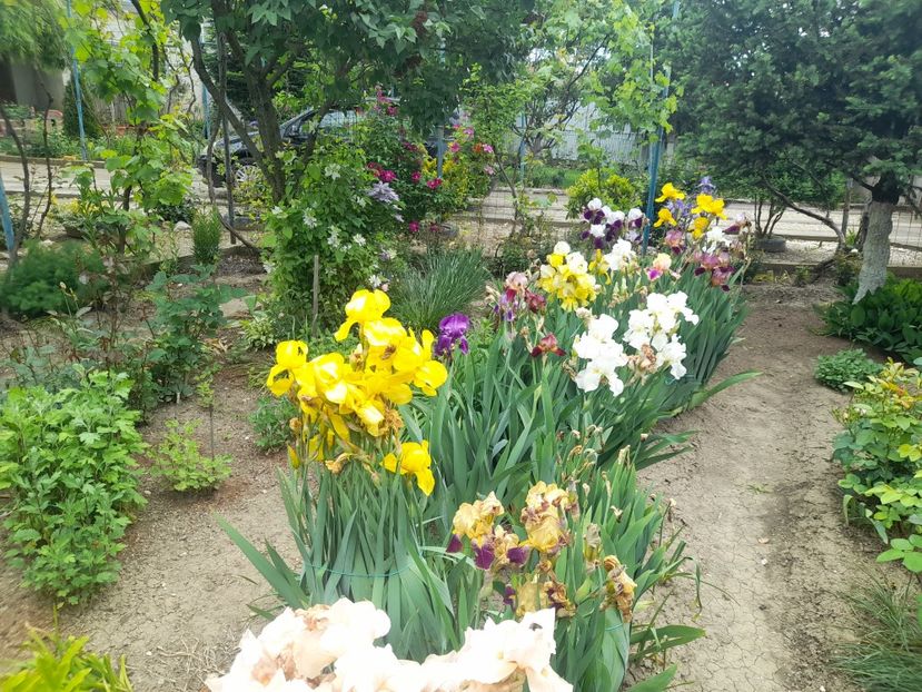  - 1111 Bucurii florale 2025