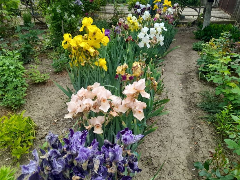 - 1111 Bucurii florale 2025