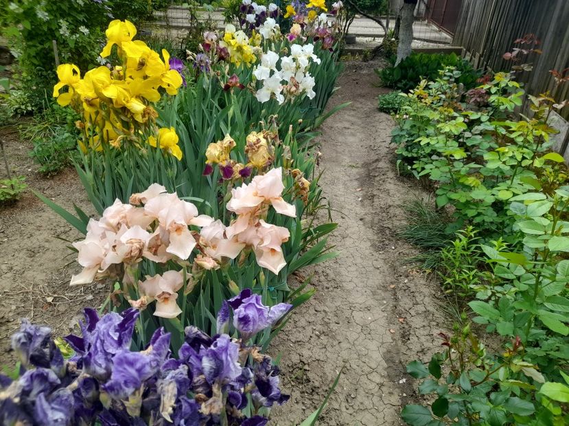  - 1111 Bucurii florale 2025