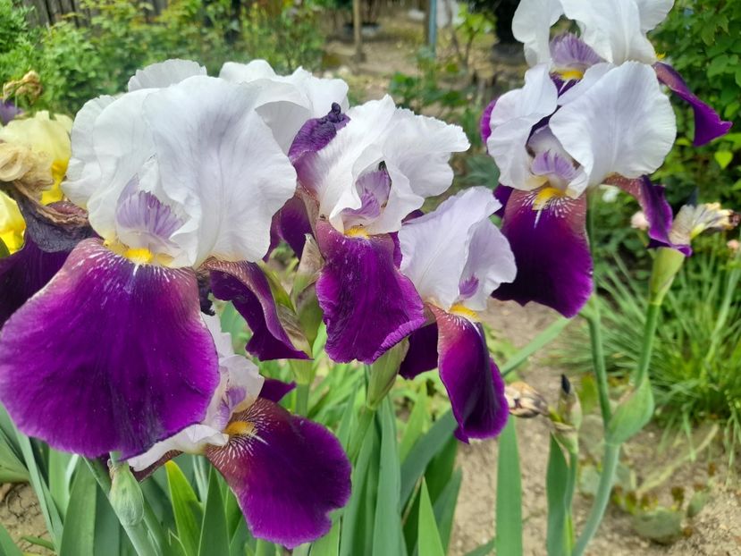  - 1111 Bucurii florale 2025