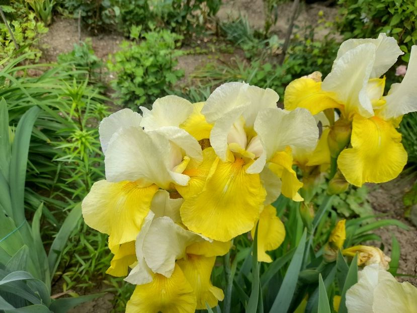  - 1111 Bucurii florale 2025