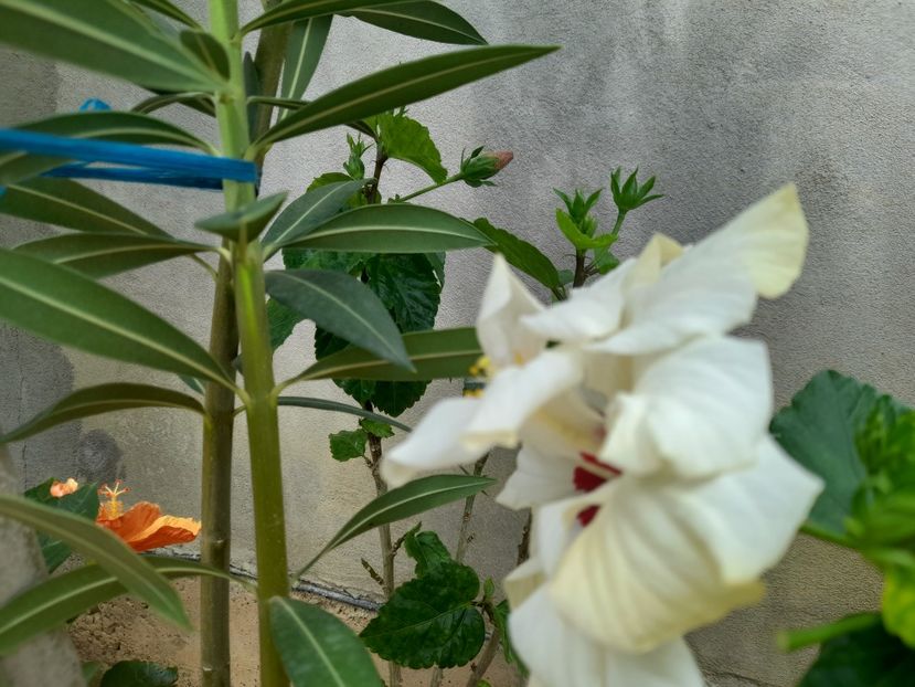  - 1111 Bucurii florale 2025