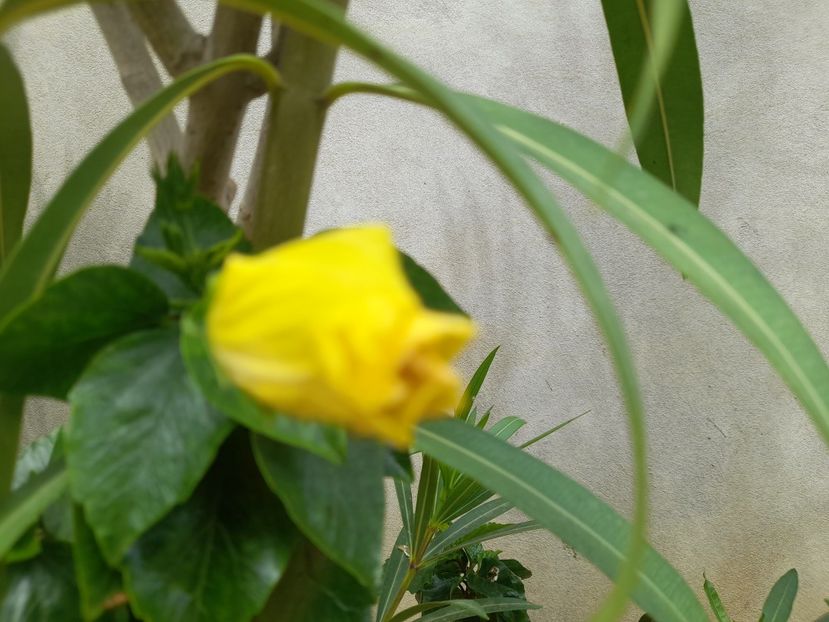  - 1111 Bucurii florale 2025