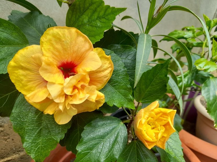  - 1111 Bucurii florale 2025