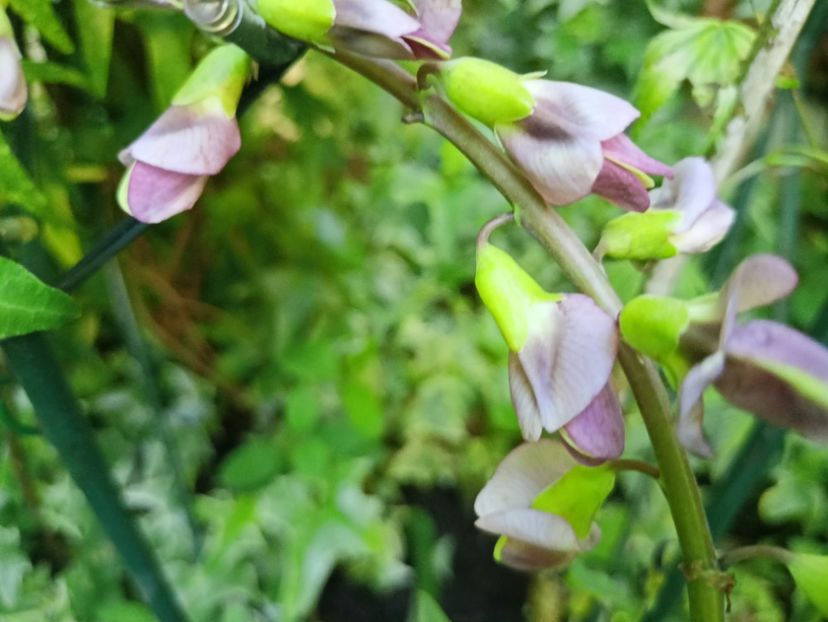 Baptisia "Plum Rosy" - Grădina 2025 continuare 2