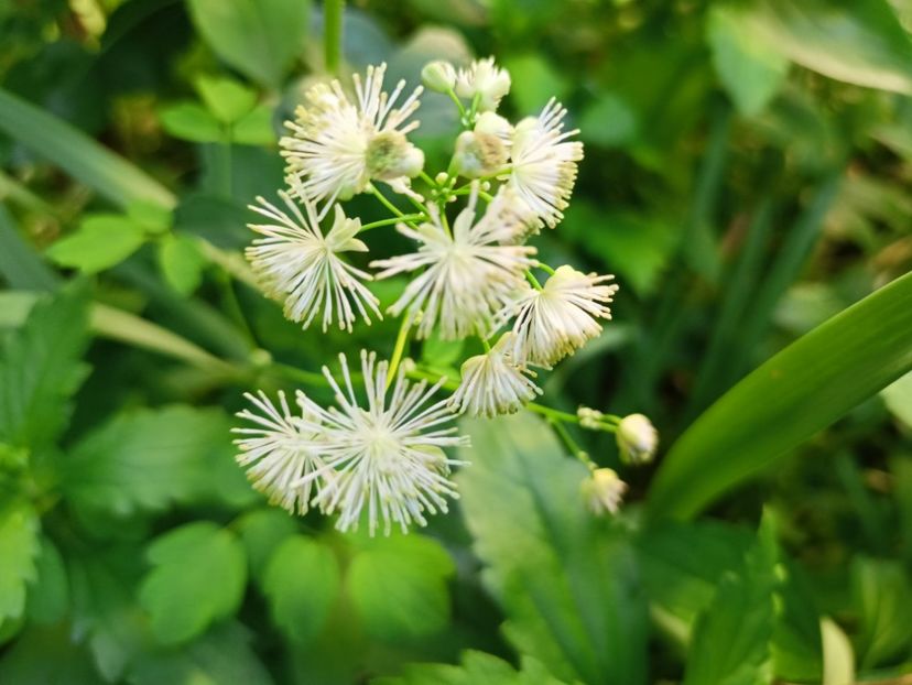 Thalictrum aquifolium alba - Grădina 2025 continuare 2