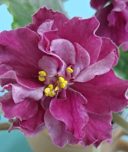 BR Krasnaya  Rosa - PORTRETE