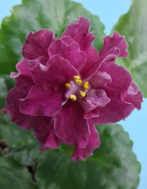 BR Krasnaya Rosa - PORTRETE