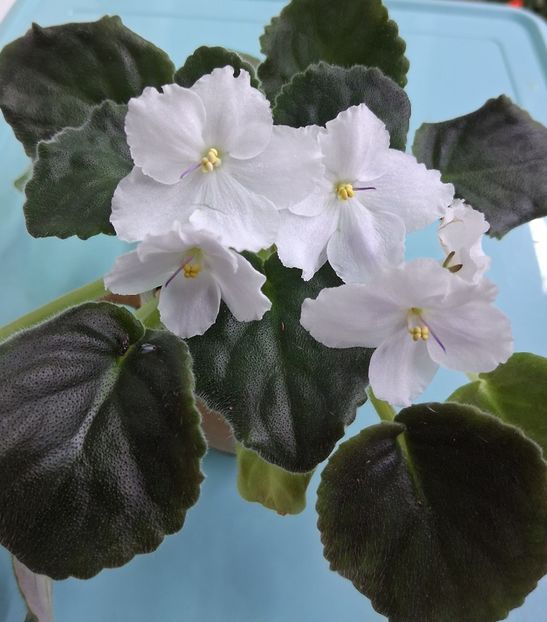  - Chimera Adel din semințe și hibrizii ei