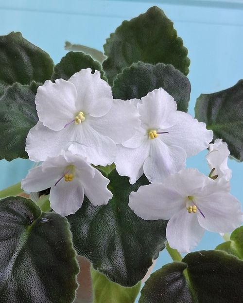  - Chimera Adel din semințe și hibrizii ei