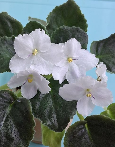  - Chimera Adel din semințe și hibrizii ei