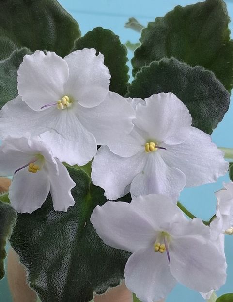  - Chimera Adel din semințe și hibrizii ei