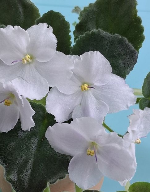  - Chimera Adel din semințe și hibrizii ei