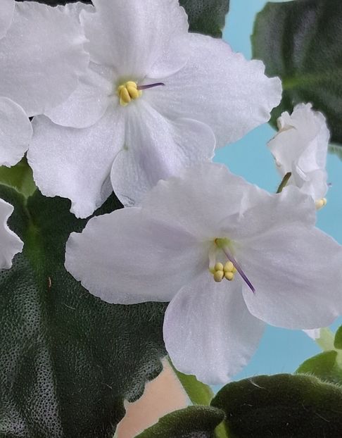  - Chimera Adel din semințe și hibrizii ei