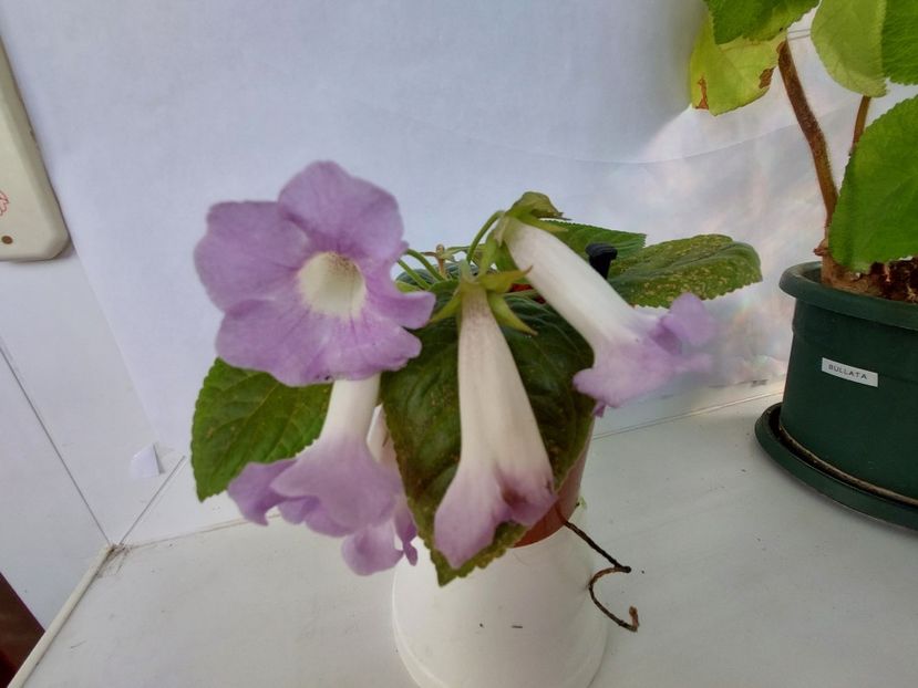 Luci s Beauty(22-05-2025) - Sinningii 2025