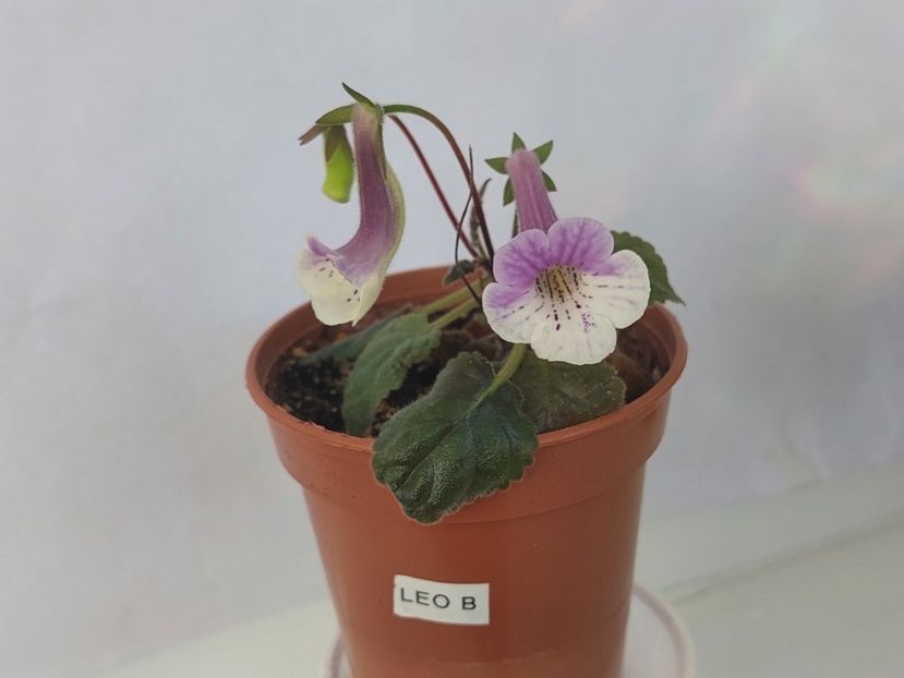 Leo B 2(22-05-2025) - Sinningii 2025