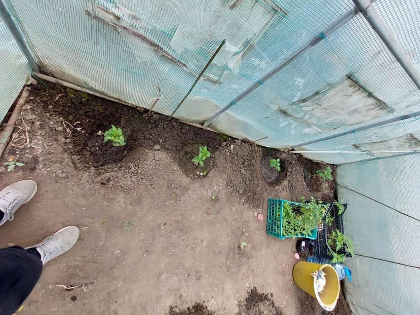  - 2025 gradina de legume