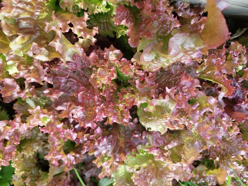 salată creață Lollo Rosso - 2025 gradina de legume