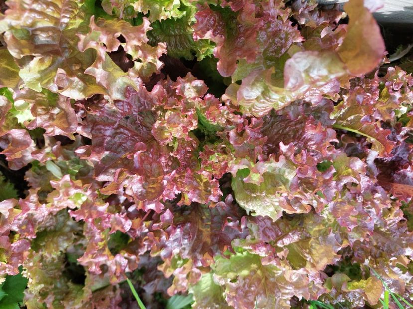  - 2025 gradina de legume