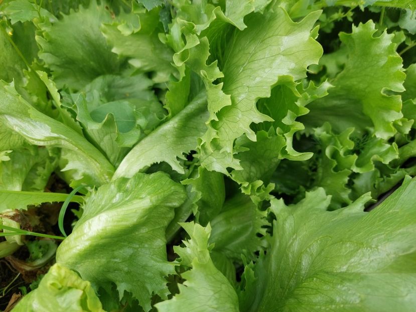  - 2025 gradina de legume