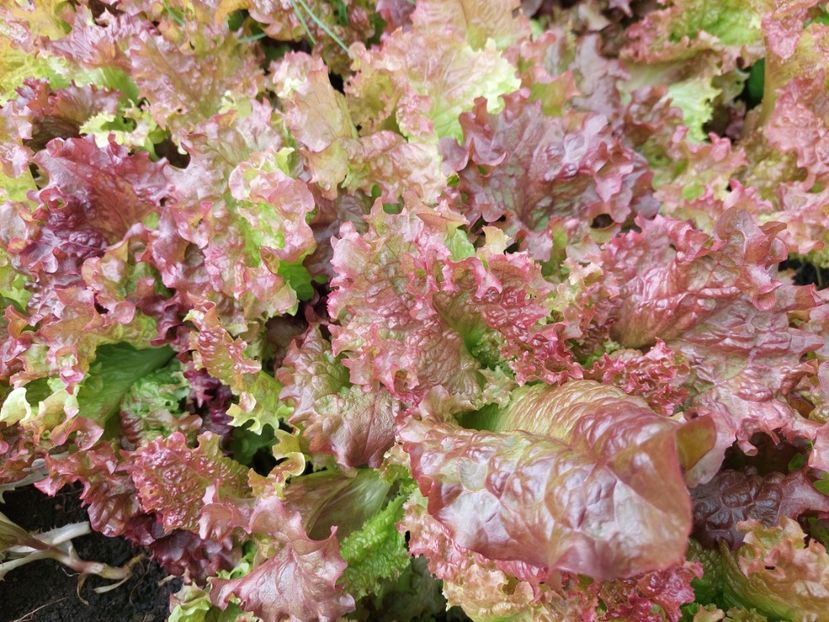  - 2025 gradina de legume