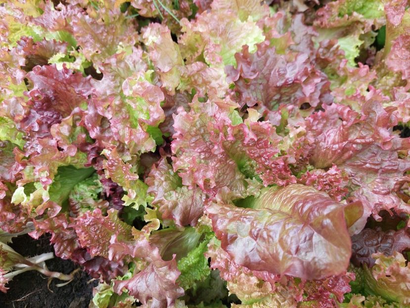  - 2025 gradina de legume