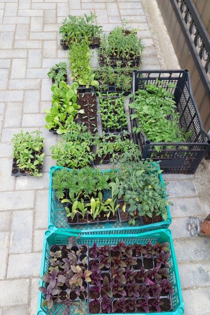 1 mai - 2025 gradina de legume