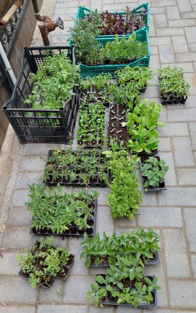  - 2025 gradina de legume